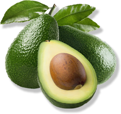 AVOCADO FRESH